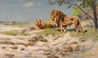 A Lion Couple
