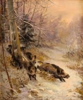 Wild Boar in Winter