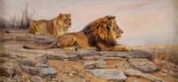 Lions