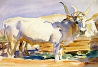 White Ox at Siena