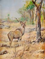 Antelope