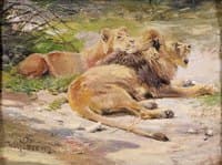 Lions Resting