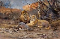 Lions
