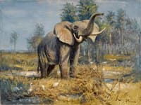 African Elephant