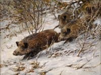 Wild Boar in Winter