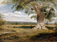 Woody Landscape