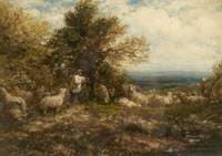 Sheep at Rest, Minding the Flock