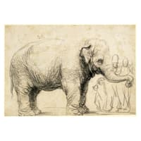 An Elephant