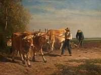 Cattle Ploughing