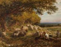 Sheep