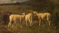 Sheep