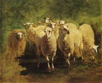 Sheep