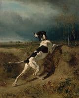 Hound Pointing