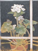 Primula