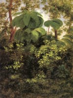 Bosque de Pacho