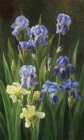 Irises