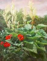 Poppies