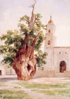 Árbol de la Noche Triste