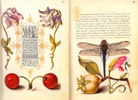 Mira Calligraphiae monumenta