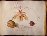 Animalia Aqvatilia et Cochiliata