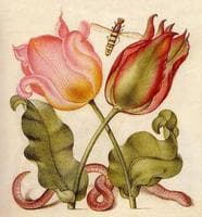 Composition from Mira calligraphiae monumenta