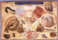 Vanitas