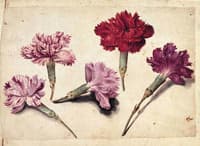 Studies with Five Clove Pinks