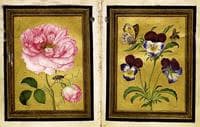 Damask Rose and a Purple-and-Blue Wild Pansy