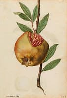 Pomegranate