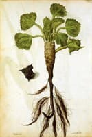 Water Chestnut