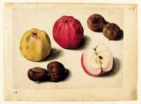 Apples, Roses, Fire, Snow, Medlars, Chestnuts, Tangerine