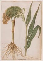 Millet