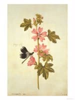 Mallow and Flagfly