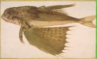 Flying Gurnard