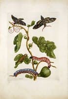 Fig