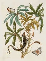 Jatropha Moth, Lizard & Manioc