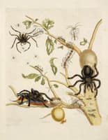 Tarantula & Weaver Ants in Guava Tree