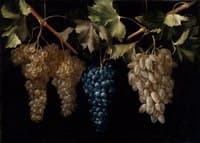 Bodegón con racimos de uvas,