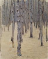Pine Forest in Winter