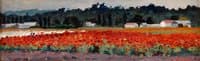 Blooming Poppy Field