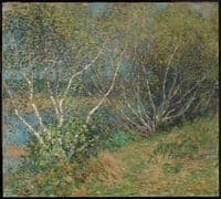 The Birches