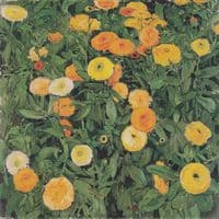 Marigolds