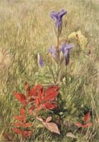 Fringed Gentians