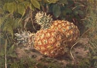 Pineapples