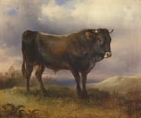 A Young Bull