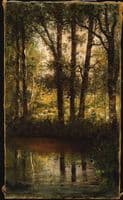 Reflections in the Water