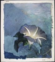 Nocturne