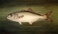 Blue Fish