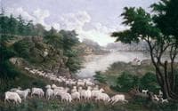 Merino Sheep