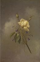 A Yellow Rose Against a Cloudy Sky